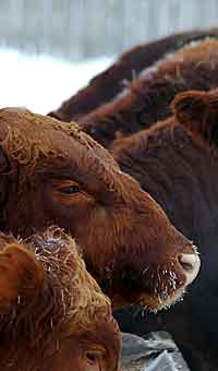 Purebred Stock