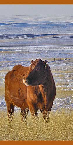 purebred_3